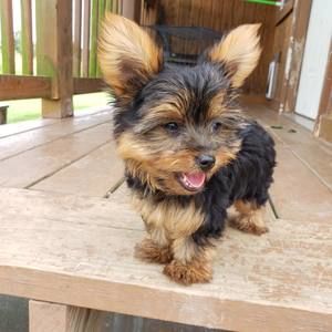 Meet your Posher, Tammy